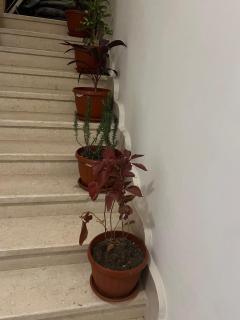 green garden resort - 1