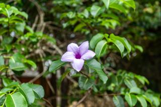 Elephant Path by Alpine Resorts - 3