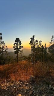 Blue Pine Orchards - 2