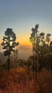 Blue Pine Orchards - 8