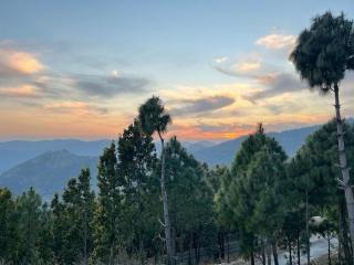 Blue Pine Orchards - 1