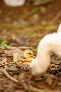 Eagleview Farmstay - 6