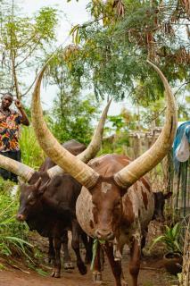 Eagleview Farmstay - 1