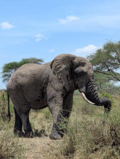 Morris Eco Safaris - 5