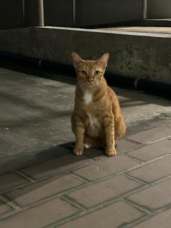 Mookda House Chinatown BKK near MRT Samyot - Khlong San - 8