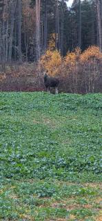 Bagarstugan på Grindtorp - 9