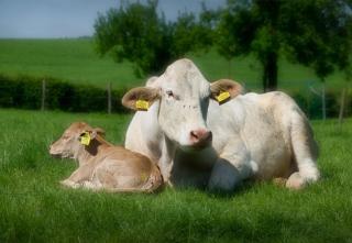 Recreatieboerderij Tergracht - t Schob - 1