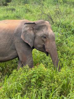 Green Luxe - Dambulla - 2
