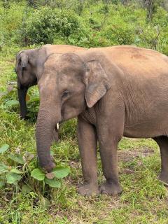 Green Luxe - Dambulla - 3