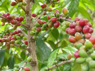 Eagle Nest on Kivu lake - 6