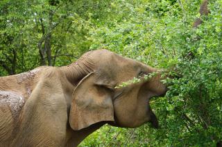 Elephant Reach 96 - 6