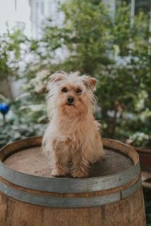 Boutiquehotel Stadthalle by Cocoon - 9