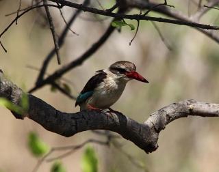 AfriCamps at Mackers - 8