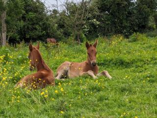 Le Gîte du Haras d'Havetot - 1