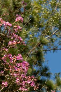 Quinta San José- Casa de Campo- 1892 -  - 9