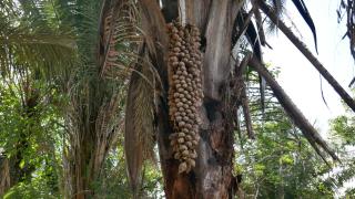 PARQUE AGROECOLÓGICO BURITIRANa - 1