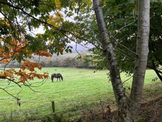 Farm stay cabin in the woods - 4