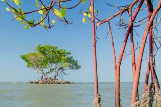 La casita tropical - 7