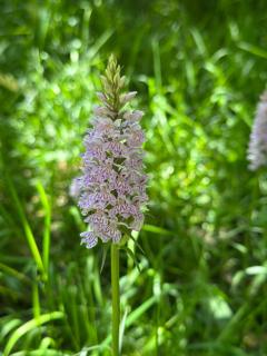 Fernhill Hideaway - 2