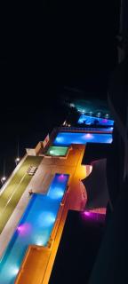 Royal palm Nueva Gorgona - 3