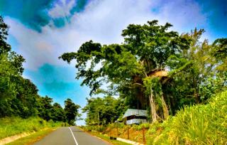 Horizon Tree House - 4