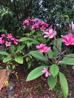 Luxury In The Jungle - Barú - 9