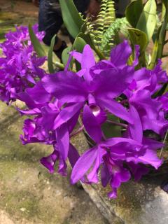 Luxury In The Jungle - Barú - 1