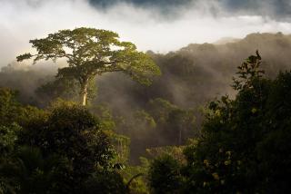 Luxury In The Jungle - 3