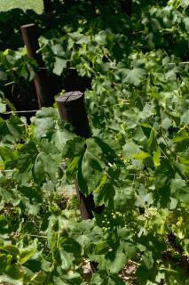 Casa Entonada - Hotel Boutique - 2