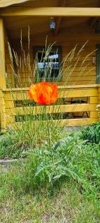 Ferienhaus Im Wäldchen in See Nähe - Templin - 1