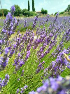 Agriturismo Podere Le Palaie - 9