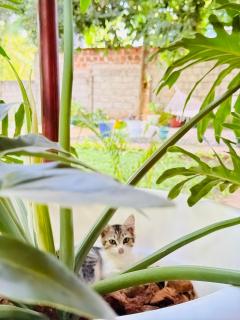 Sophie Homestay - 3