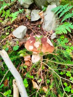 Apartament Leszczyńska 29 - cicho, blisko centrum, idealny na rower i narty - 2