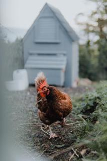 Briarfield Farm Stays - Coillte Cabin - 9