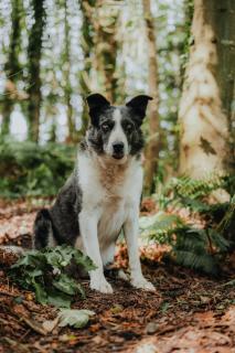 Briarfield Farm Stays - Coillte Cabin - 6