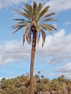 Tafouyte Luxury Camp - 1