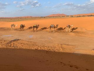 Tafouyte Luxury Camp - 3