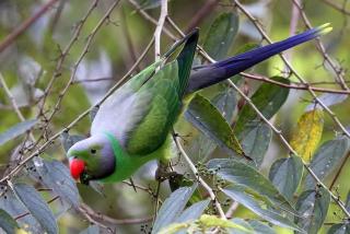 Nine Arch Araliya Homestay - Ella - 9