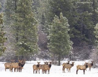 Serenity on 13 Suncadia-luxury 4bd ensuite spa retreat with Sauna, Steam Shower, Jacuzzi, Hot tub, Fire Pit & on-site EV chg - 3