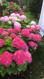 Le paradis de la Provence - Verenay - 7