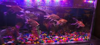 Muthu Auro Beach Resort - 7