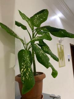 Deux chambres salon - 5