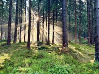 apartmány V Lese - 7