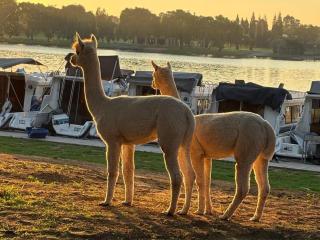 Old Willow Houseboats - 8