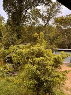 Leafy Haven Villa - 1