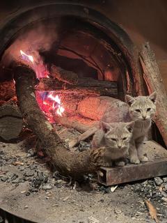 Sunya Sailung Eco - Resort - 3