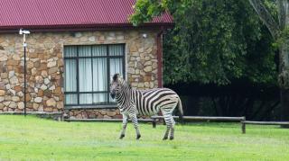 Elgin Farm Dullstroom - 7