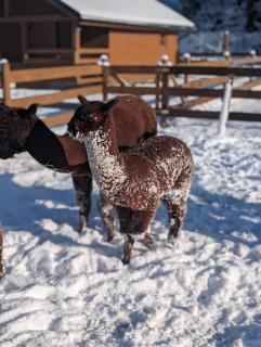 Agroturystyka Folwarczek Pokoje i Apartamenty - 0