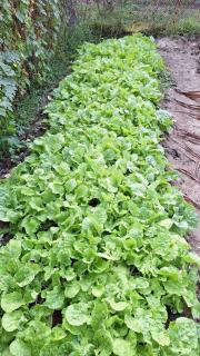 Meesaeng Homestay - 2