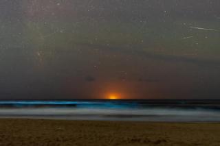 Herminia Sol paloma - 7